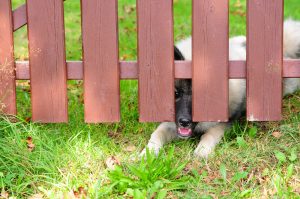 Dog Yard fence