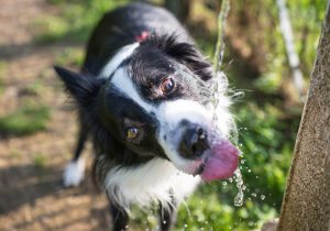 dog yard water fountain